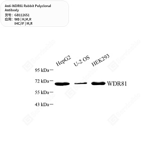 Антитела первичные, поликлональные кролика к WDR81 крысы, мыши, человека, 50 мкл