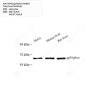 Антитела первичные, поликлональные кролика к NOX2/gp91phox крысы, мыши, человека, 50 мкл