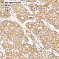 Антитела первичные, поликлональные, alpha-synuclein, 100 мкл