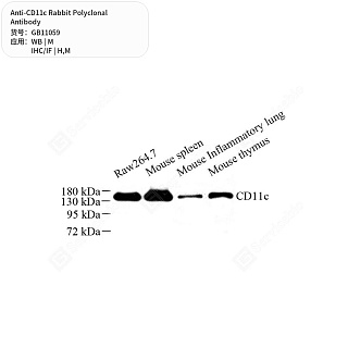 Антитела первичные, поликлональные кролика к CD11c мыши, человека, 50 мкл