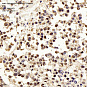 Антитела первичные, поликлональные, Spinophilin/Neurabin 2, 100 мкл