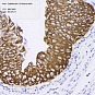 Антитела первичные, моноклональные, Cytokeratin 13, 100 мкл