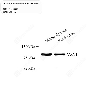 Антитела первичные, поликлональные кролика к VAV1 крысы, мыши, 50 мкл
