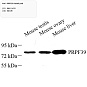 Антитела первичные, поликлональные, PRPF39, 100 мкл