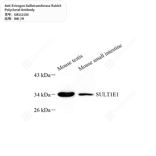Антитела первичные, поликлональные кролика к Estrogen Sulfotransferase мыши, 50 мкл