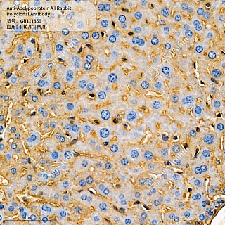 Антитела первичные, поликлональные кролика к Apolipoprotein A I крысы, мыши, 50 мкл