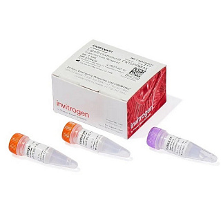 Набор трансфекционных реагентов: Lipofectamine CRISPRMAX, Cas9, 1.5 мл