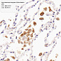 Антитела первичные, поликлональные, Mannose Receptor/CD206, 100 мкл