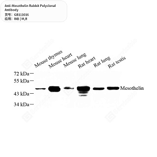Антитела первичные, поликлональные кролика к Mesothelin крысы, мыши, 50 мкл