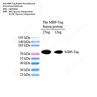 Антитела первичные, моноклональные кролика к MBP Tag, 100 мкл