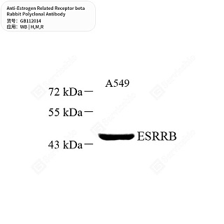 Антитела первичные, поликл. кролика к Estrogen Related Receptor beta крысы, мыши, человека, 50 мкл