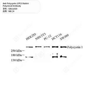 Антитела первичные, поликлональные кролика к Polycystin 1/PC1 человека, 50 мкл