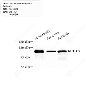 Антитела первичные, поликлональные кролика к KCTD19 крысы, мыши, человека, 50 мкл
