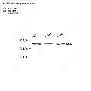 Антитела первичные, поликлональные кролика к RED крысы, мыши, человека, 50 мкл