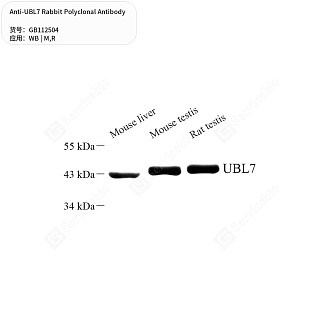 Антитела первичные, поликлональные кролика к UBL7 крысы, мыши, 50 мкл