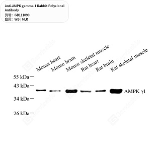 Антитела первичные, поликлональные кролика к AMPK gamma 1 крысы, мыши, 100 мкл