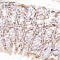 Антитела первичные, поликлональные, TORC1, 100 мкл