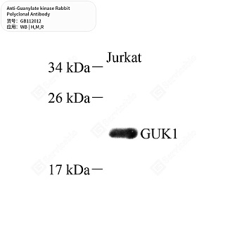 Антитела первичные, поликлональные кролика к Guanylate kinase крысы, мыши, человека, 50 мкл