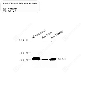 Антитела первичные, поликлональные кролика к MPC1 крысы, мыши, 50 мкл
