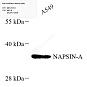 Антитела первичные, моноклональные, NAPSIN-A, 100 мкл