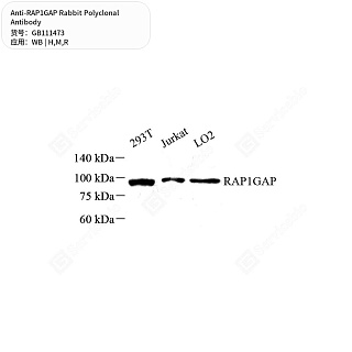 Антитела первичные, поликлональные кролика к RAP1GAP крысы, мыши, человека, 50 мкл