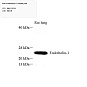 Антитела первичные, поликлональные, Endothelin 1, 100 мкл