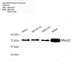 Антитела первичные, поликлональные кролика к MeCP2 крысы, мыши, человека, 50 мкл