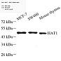 Антитела первичные, поликлональные, KAT1/HAT1, 100 мкл