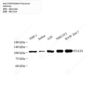 Антитела первичные, поликлональные кролика к STAT6 мыши, человека, 50 мкл