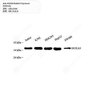 Антитела первичные, поликлональные кролика к HOXA9 крысы, мыши, человека, 50 мкл