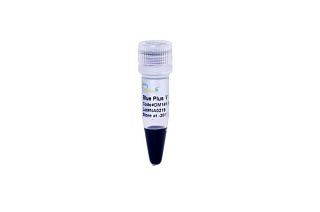 Маркеры молекулярной массы белков Blue Plus V, окрашенные, 10 - 190 кДа, 10 x 250 мкл