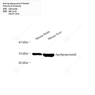 Антитела первичные, поликлональные кролика к Apolipoprotein E крысы, мыши, человека, 50 мкл