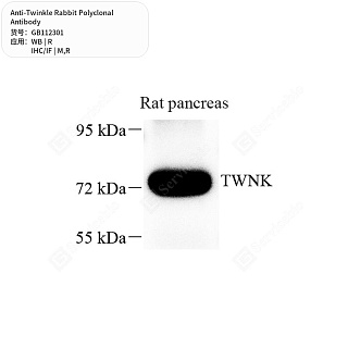 Антитела первичные, поликлональные кролика к Twinkle крысы, мыши, 50 мкл