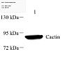 Антитела первичные, поликлональные, Cactin, 100 мкл