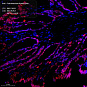 Антитела первичные, поликлональные, Transketolase, 100 мкл