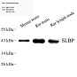 Антитела первичные, поликлональные, SLBP, 100 мкл
