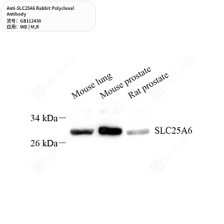 Антитела первичные, поликлональные кролика к SLC25A6 крысы, мыши, 50 мкл