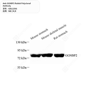 Антитела первичные, поликлональные кролика к GGNBP2 крысы, мыши, 50 мкл