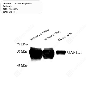Антитела первичные, поликлональные кролика к UAP1L1 мыши, 50 мкл