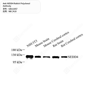 Антитела первичные, поликлональные кролика к NEDD4 крысы, мыши, 50 мкл