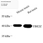 Антитела первичные, поликлональные, UBE2Z, 100 мкл