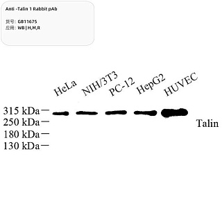 Антитела первичные, поликлональные кролика к Talin 1 крысы, мыши, человека, 100 мкл