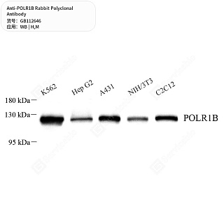 Антитела первичные, поликлональные кролика к POLR1B мыши, человека, 50 мкл