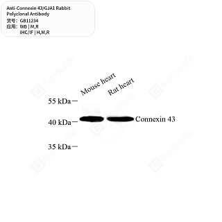 Антитела первичные, поликлональные кролика к Connexin 43/GJA1 крысы, мыши, человека, 50 мкл