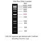 Маркеры молекулярной массы ДНК, 300-10000 п.о., 1 Kb Plus DNA Ladder, готовые к использ., 500 мкл