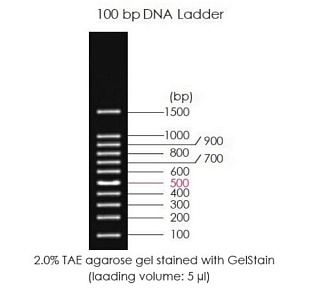 Маркеры молекулярной массы ДНК, 100-1500 п.о., 100bp DNA Ladder, готовые к использ., 5 x 500 мкл