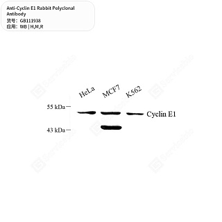Антитела первичные, поликлональные кролика к Cyclin E1 крысы, мыши, человека, 50 мкл
