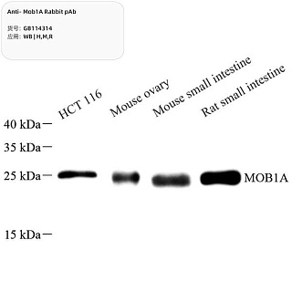 Антитела первичные, поликлональные кролика к Mob1A крысы, мыши, человека, 100 мкл