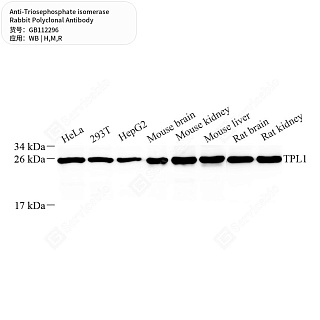 Антитела первичные, поликл. кролика к Triosephosphate isomerase крысы, мыши, человека, 50 мкл