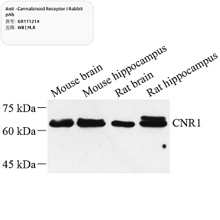Антитела первичные, поликлональные кролика к Cannabinoid Receptor I крысы, мыши, 100 мкл